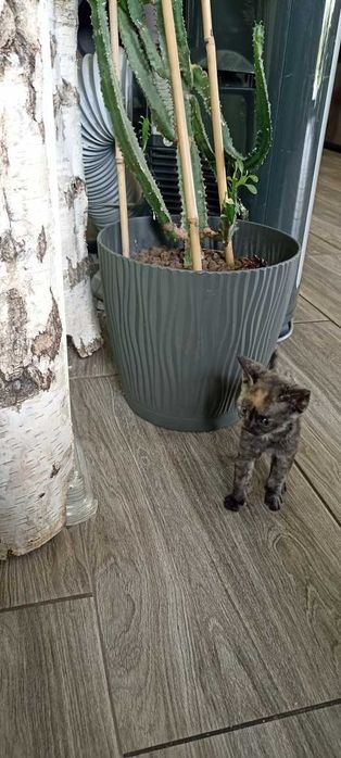Devon Rex kocięta