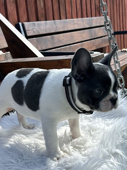 Buldog francuski piesek