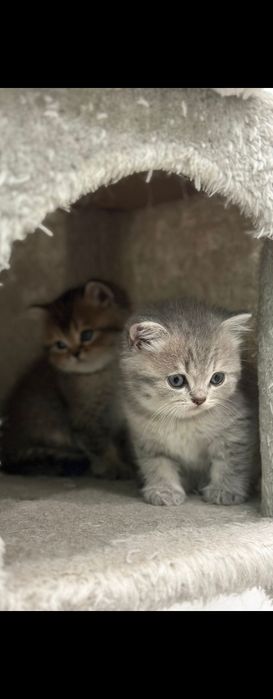 Gatinho Brittich