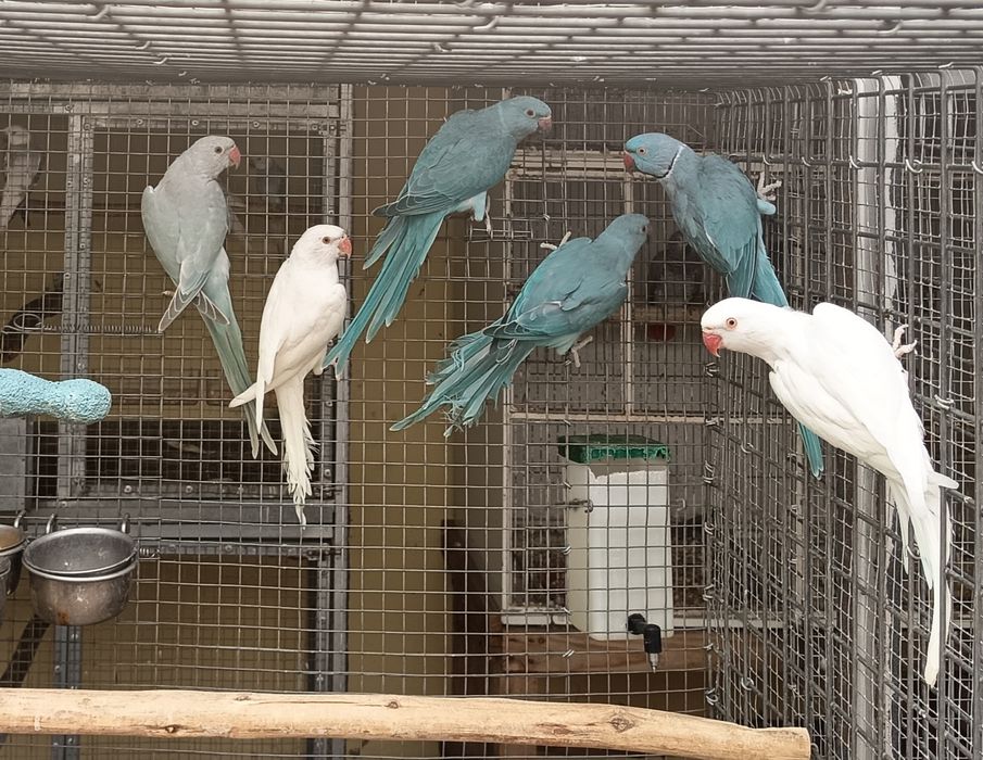 Ring necks para cedência