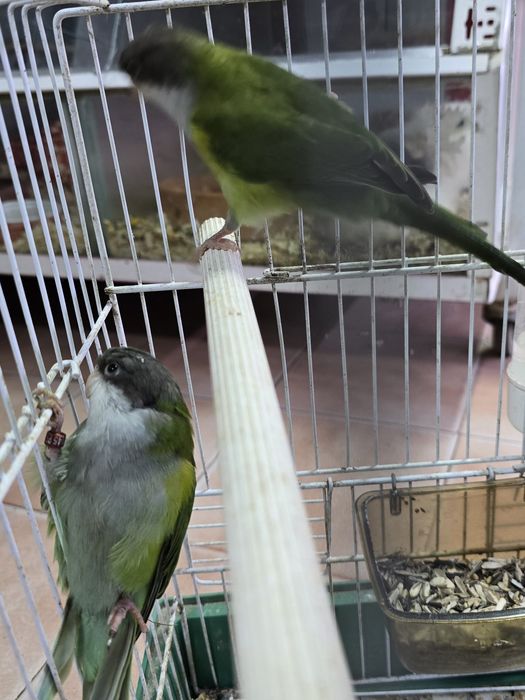 Aves raras lindíssimas