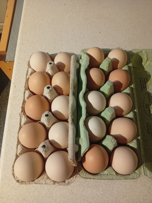 Świeże wiejski jajka