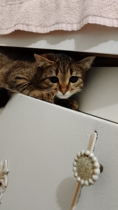 Кошка в добрые и ответственные руки бесплатно
