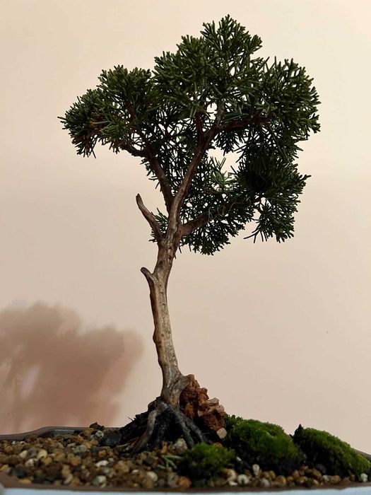 Бонсай з ялівця Шімпаку