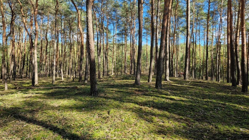 Działka leśna przy asfalcie, 3 ha, LAS