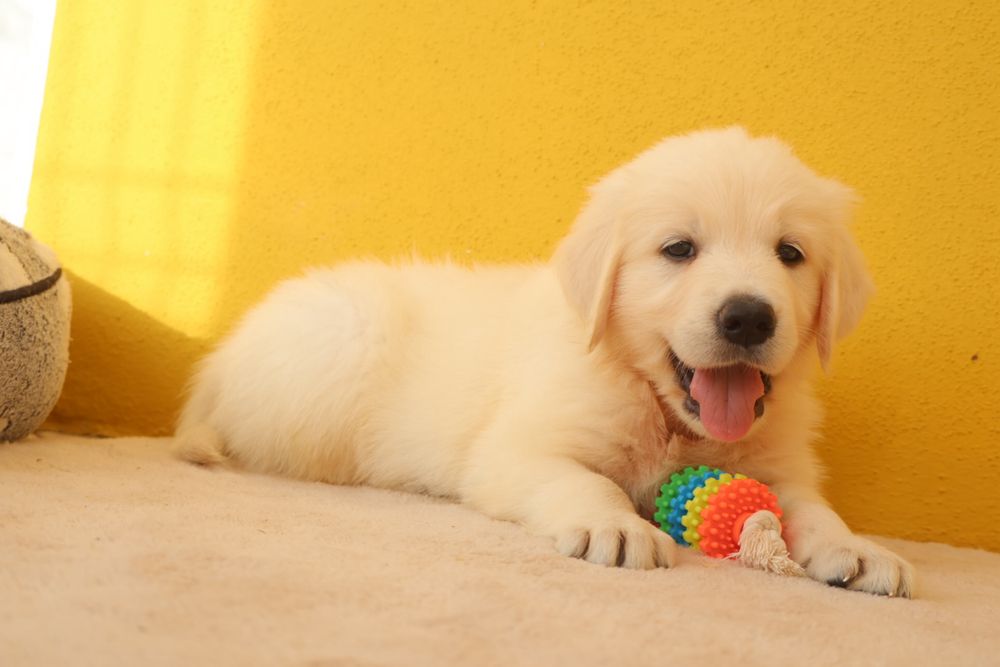 Golden Retriever