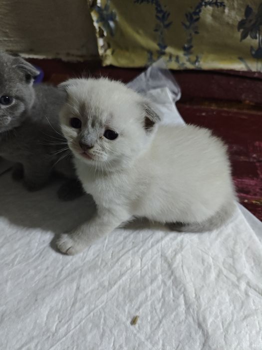 Шотландські  кошенята на бронювання