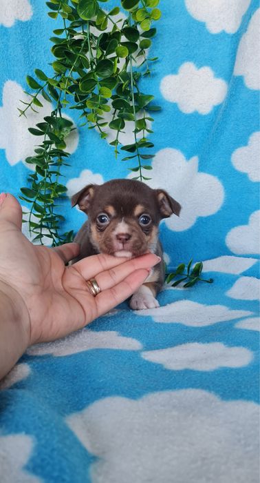 Excelente mini menina Chihuahua/Chiuaua de Qualidade, Linhagem Russa