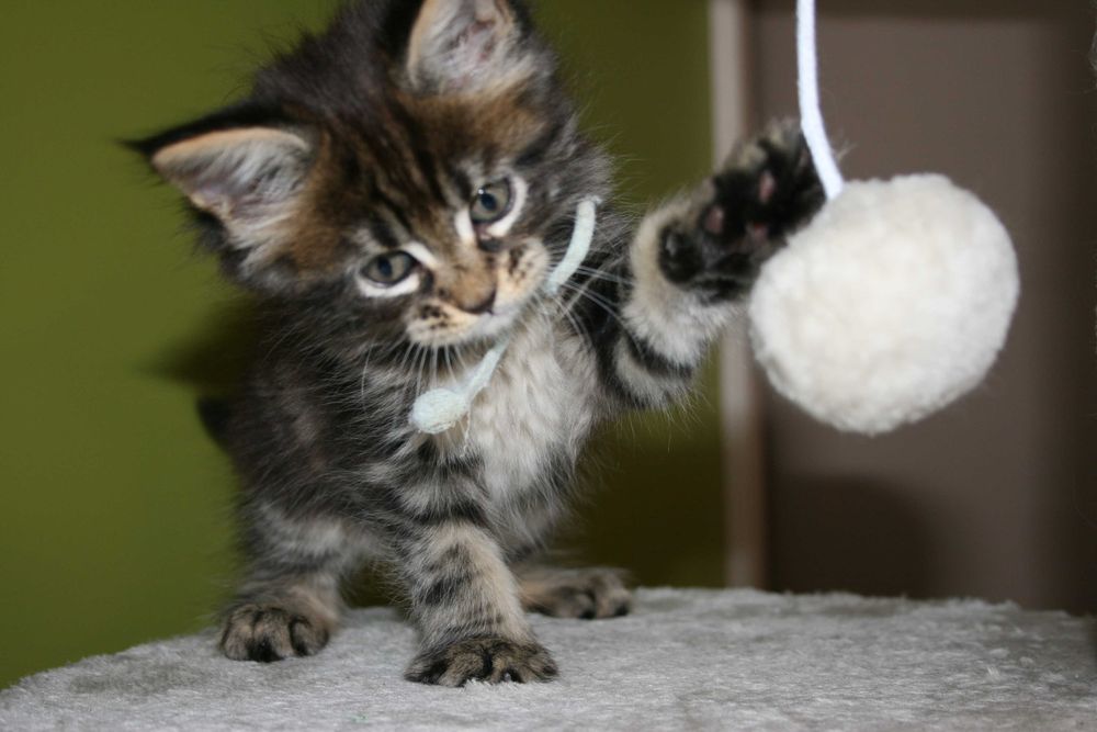 Koteczka rasy Maine Coon z rodowodem