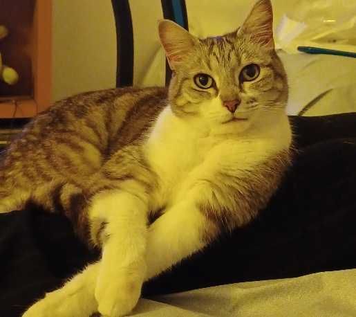 Cat sitting - Margem Sul