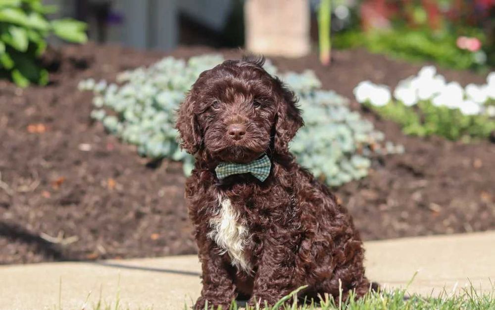 Cockapoo disponível