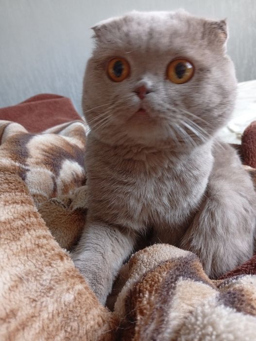 Кот для вязки! Ищем подругу )