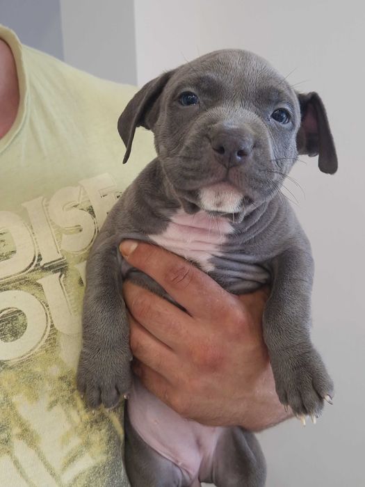 American staffordshire terrier