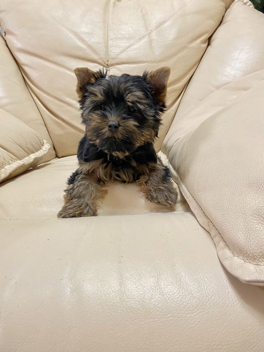 Дівчинка йорк стандартного розміру