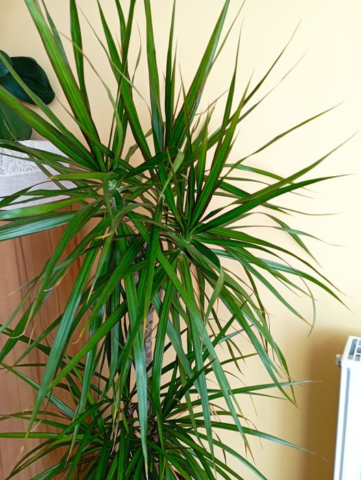 Dracena doniczkowa