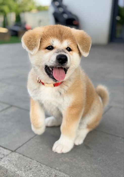 Akita Inu, piękny czerwony chłopiec-ZKwP/FCI & AKIHO