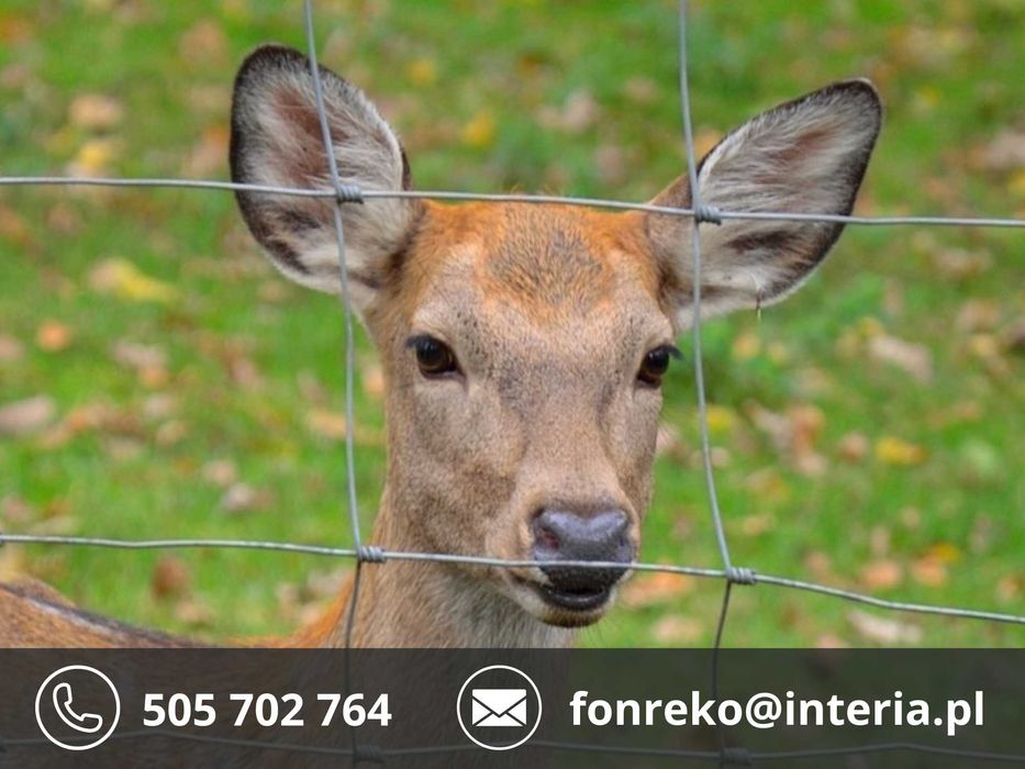 Siatka Leśna Cena PRODUCENTA 170zł 50mb WYSYŁKA GRATIS Na czas budowy