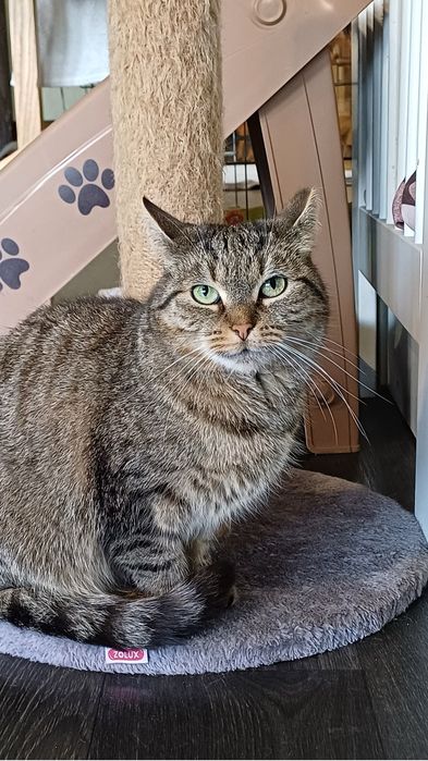 Chilli - kotka do adopcji