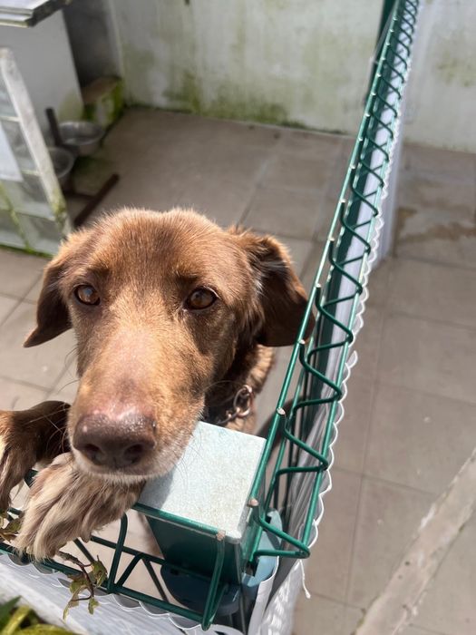 Cadela com 8 anos