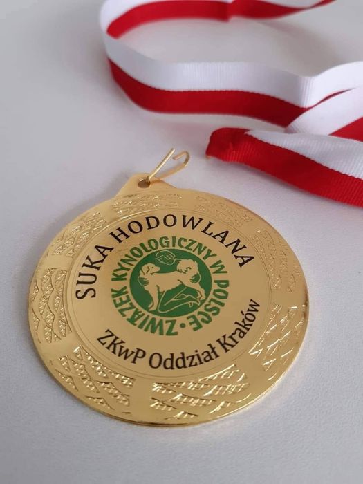 Zapowiedź miotu Alaskan Malamute ZKwP/FCI