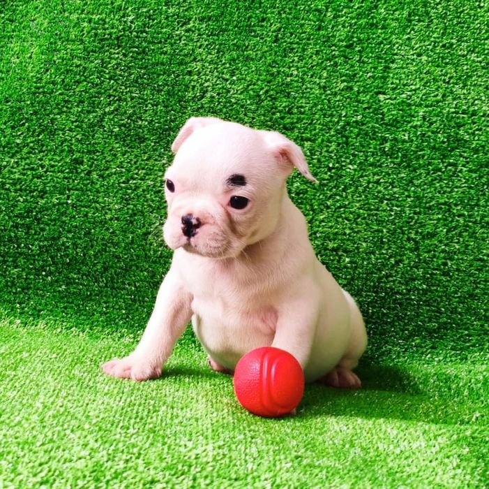 Fêmea bulldog francês
