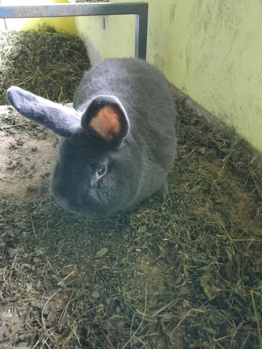 Króliki wiedeńskie