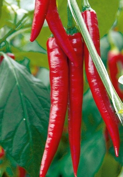 Plantas  de malagueta Caiena