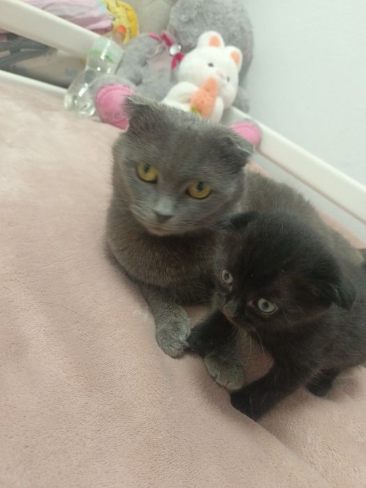 Продам кошенят породи шотландьська висловуха скотіш фолд