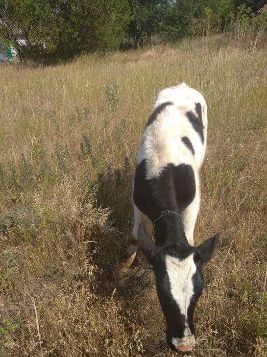 Продаю телятко від хорошої корови