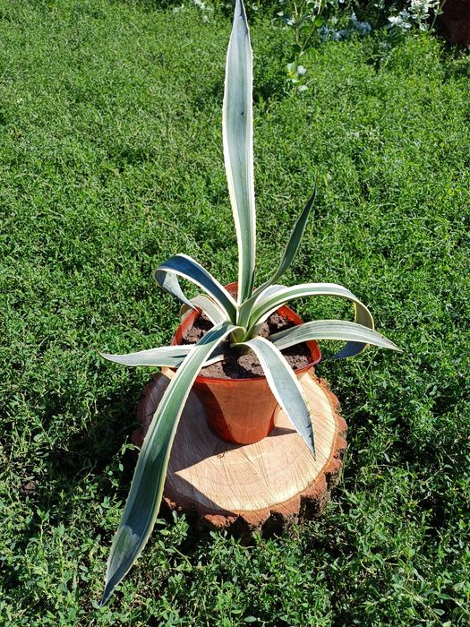 Агава американська