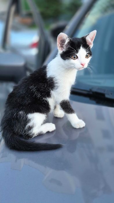 Котик в добрі руки