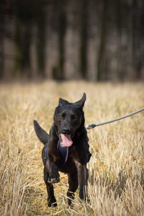 Ronnie - piękny, aktywny, proludzki pies ADOPCJA