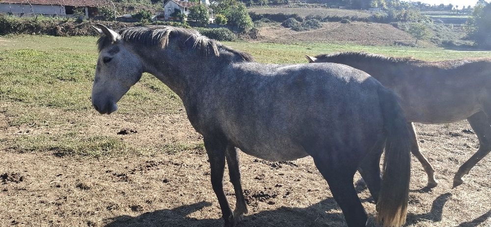 Vendo poldra PSL com 2anos