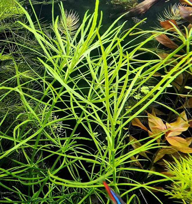 Rośliny akwariowe - bez ślimaków