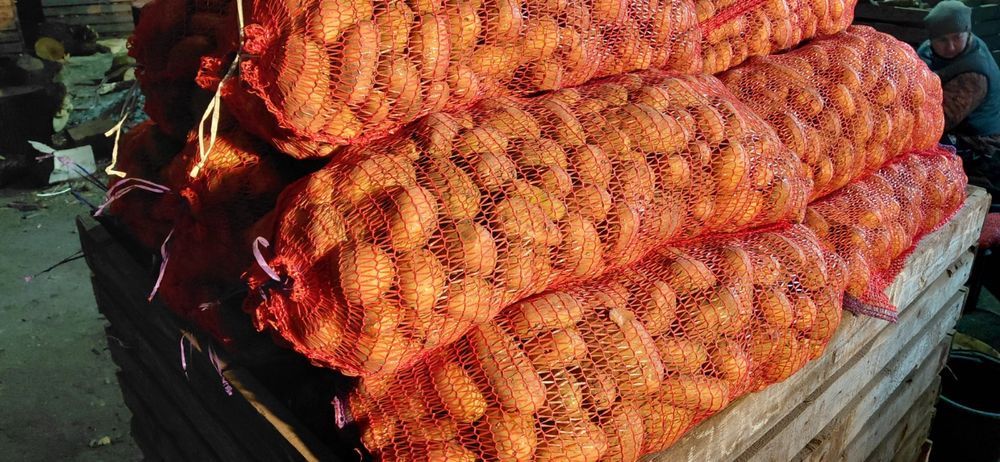 Посадкова картопля Арізона Гранада Прадо Рівєра