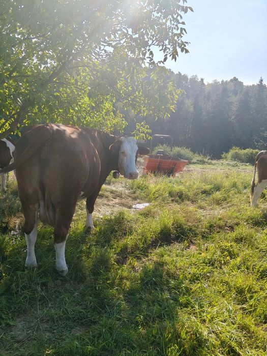 Sprzedam krowę do chowu