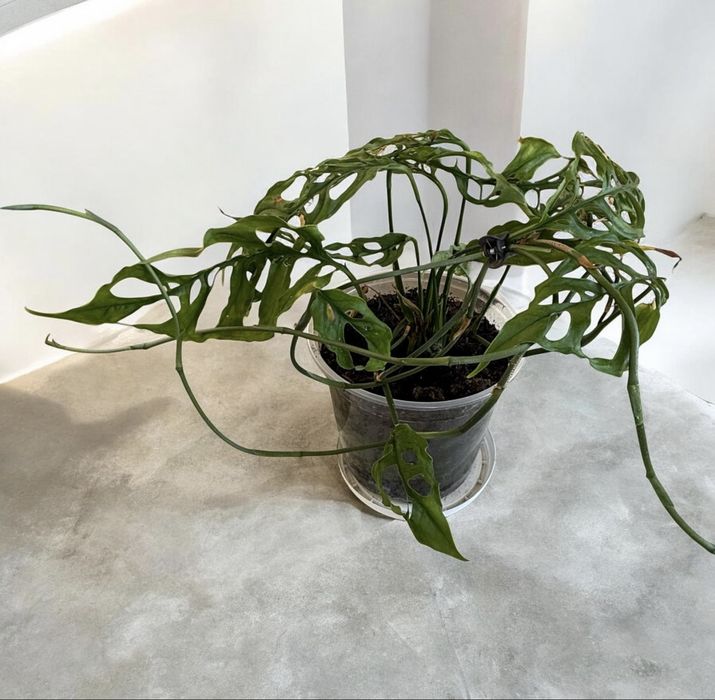 Monstera obliqua PERU - najbardziej dziurawa odmiana