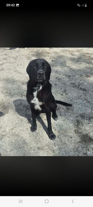 Bailey pies w typie Labka ma tylko 12 miesięcy