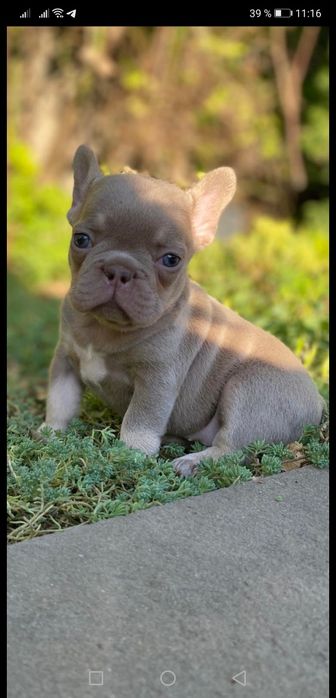 Изаббеловая  красотка супер качество.