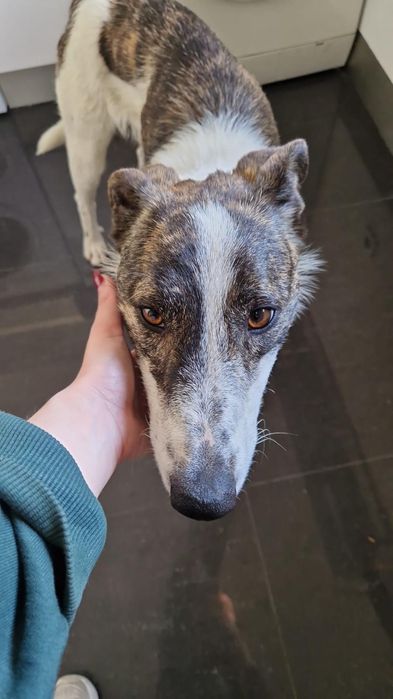 O melhor cão do mundo para adoção responsável