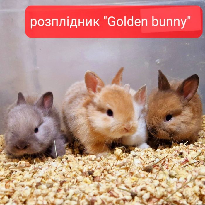 Міні кролики з документами та щепленнями!!!карликовые кролики