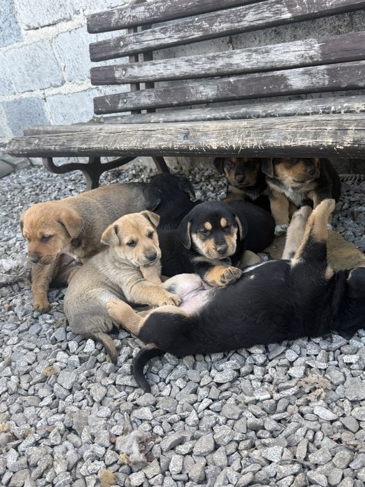 Oddam pieski w dobre ręce