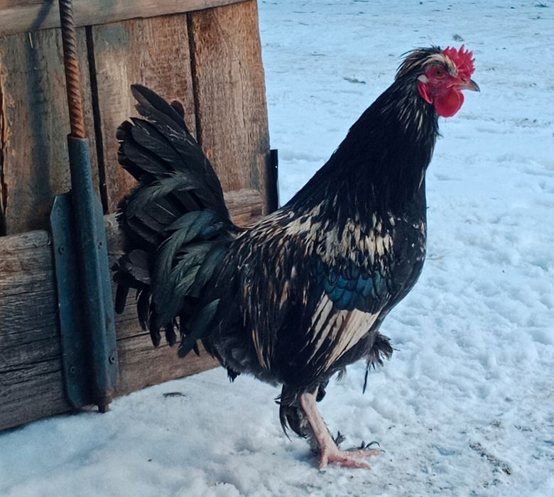 Sprzedam koguty ozdobne