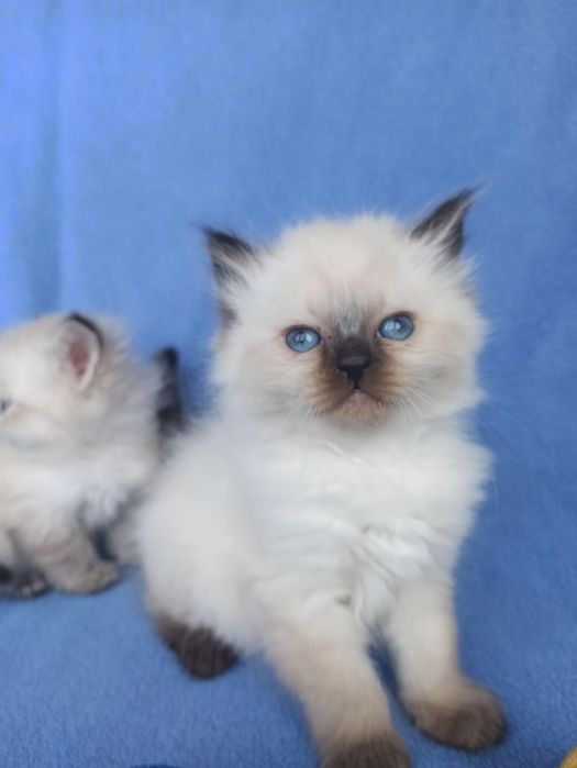 Котята Невские маскарадные продажа