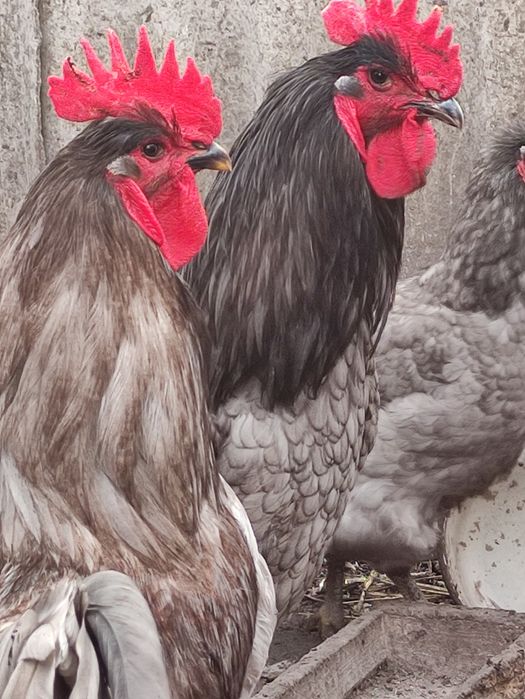 Яйця джерсійського гіганта