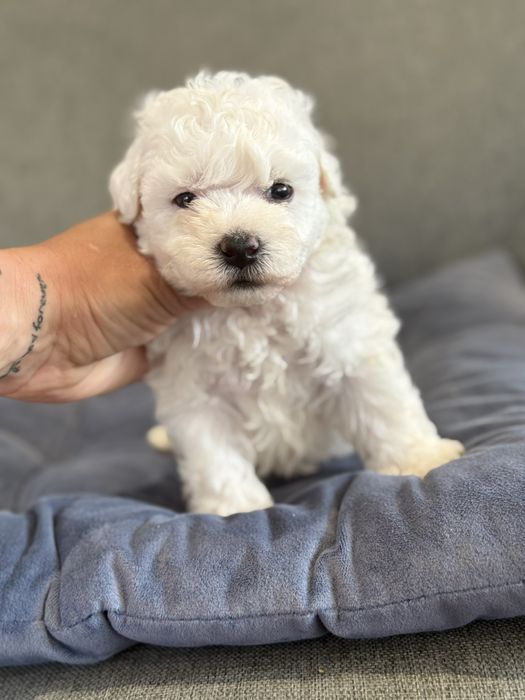 А вот и я Бишончик мальчик