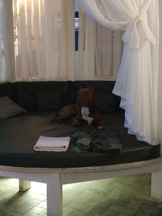 Пітбуль для в'язки (розв'язаний)