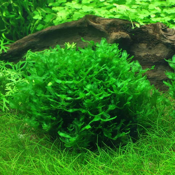 Sprzedam roślinki akwariowe wątrobowiec pelia