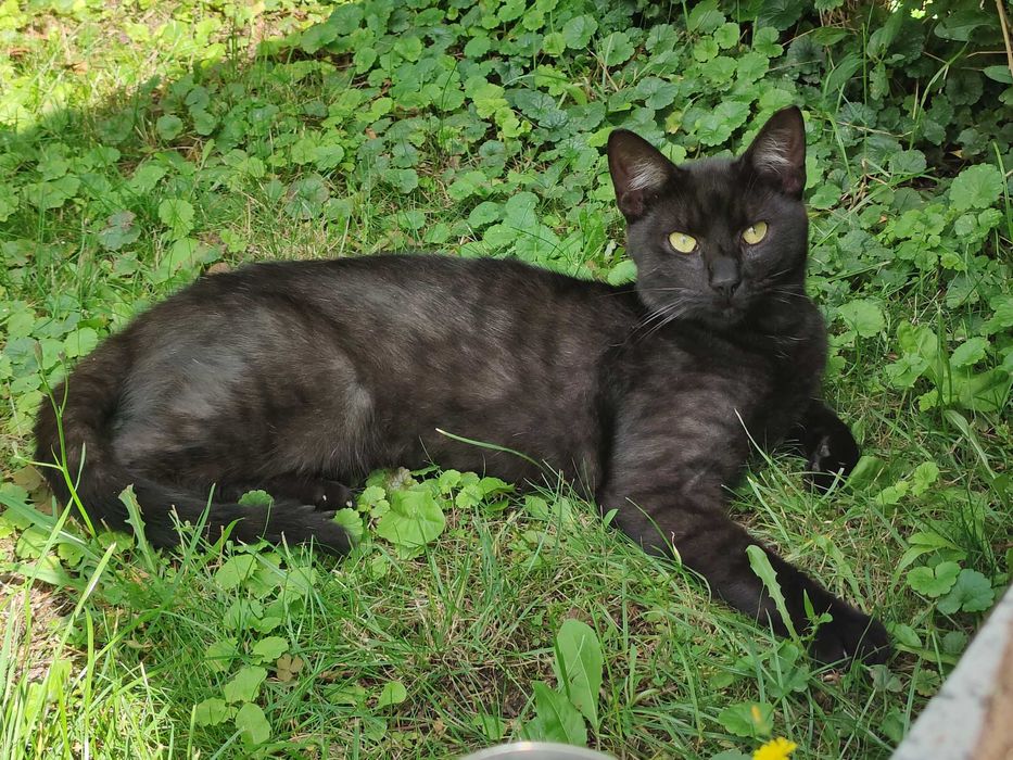 Kot do adopcji SZAZA - 1 rok