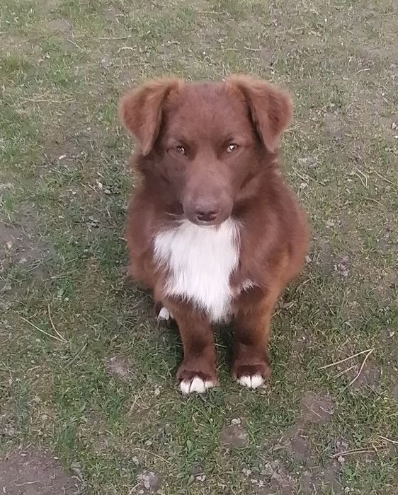 Oddam pieska za darmo